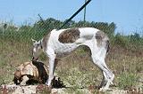 GREYHOUND & TORTUE GEOCHELONE SULCATA 045